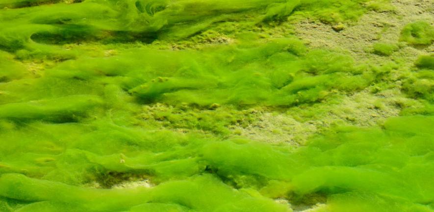 Green Algae