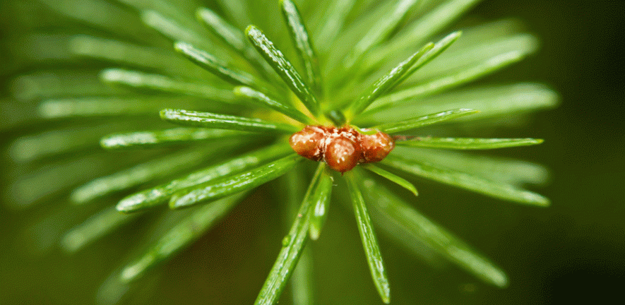 Plants