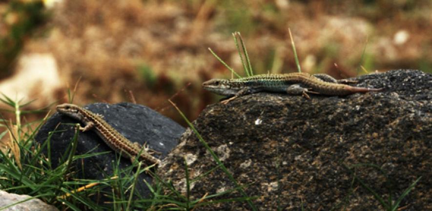 Female (left) and male (right)