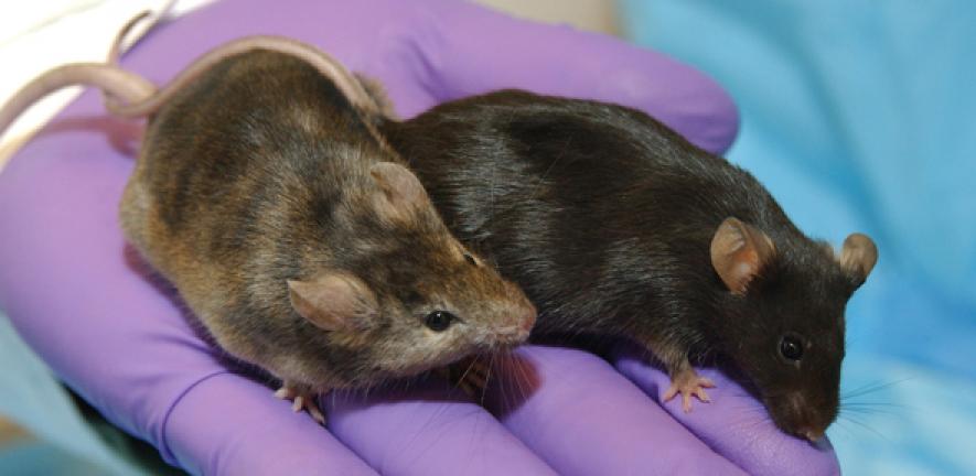 Knockout Mice