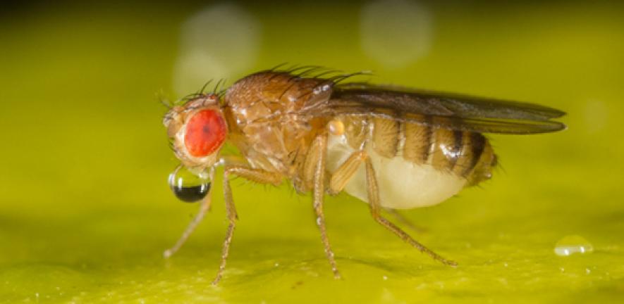 Drosophila
