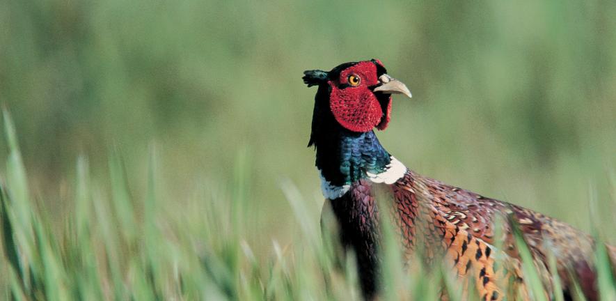 Adult pheasant in grass