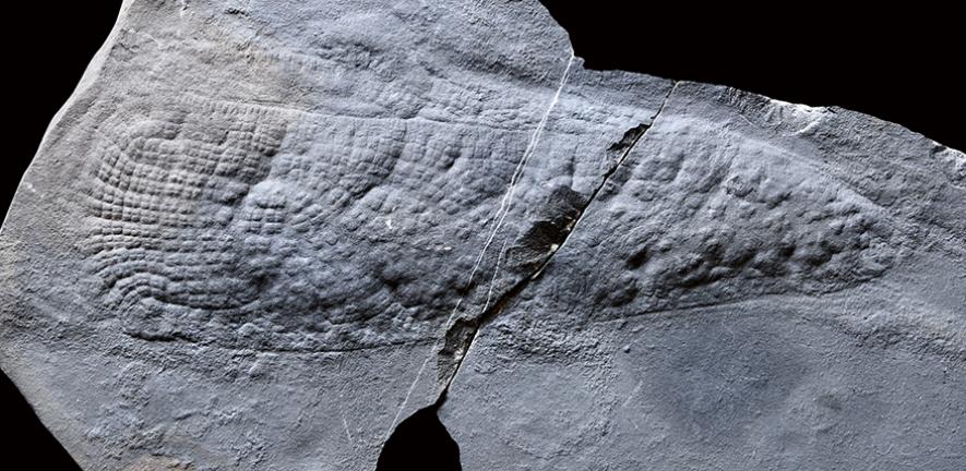 Heliocolocellus fossil