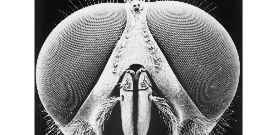 Blowfly