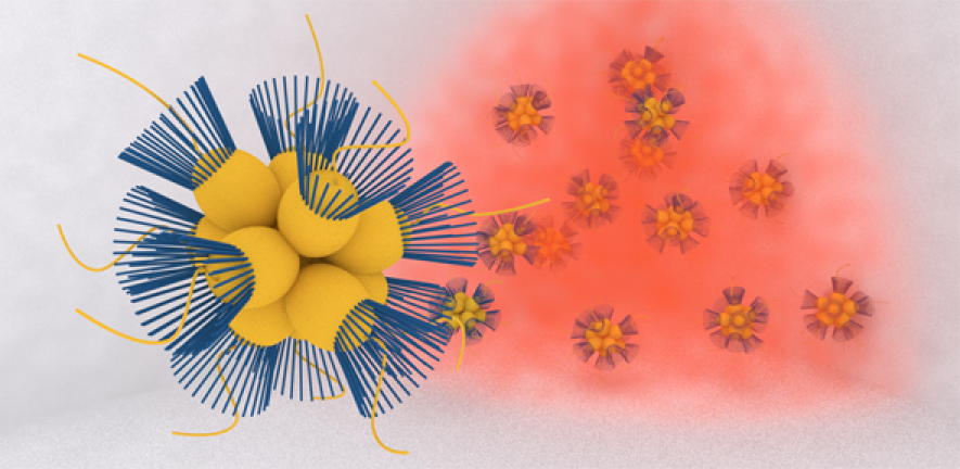 Colonies of choannaflagellates