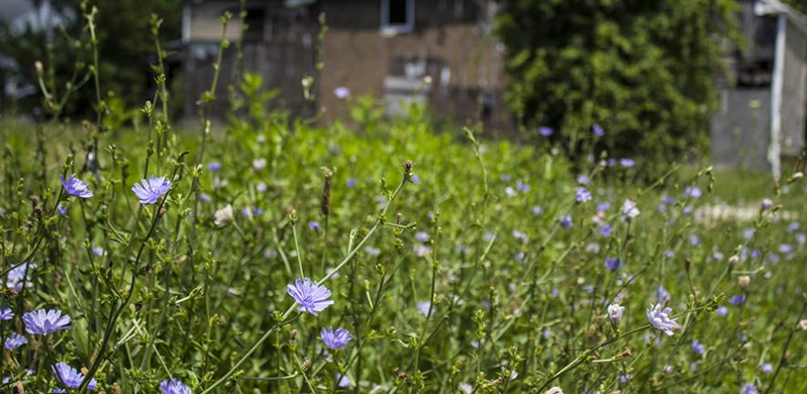 Chicory growing on unused land in Cleveland, USA.