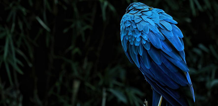 Macaw