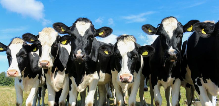 Curious cows