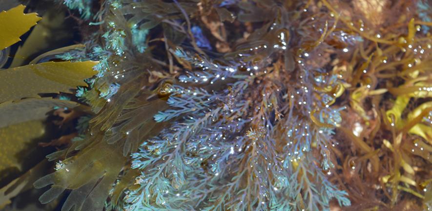 Seaweeds showing structural colour