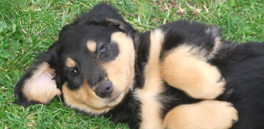 English Shepherd puppy
