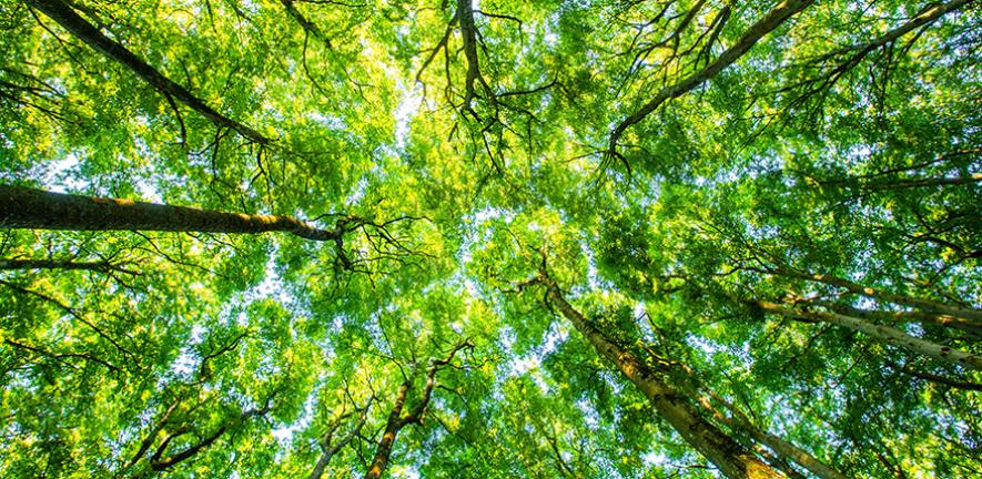 Treetops seen from a low angle