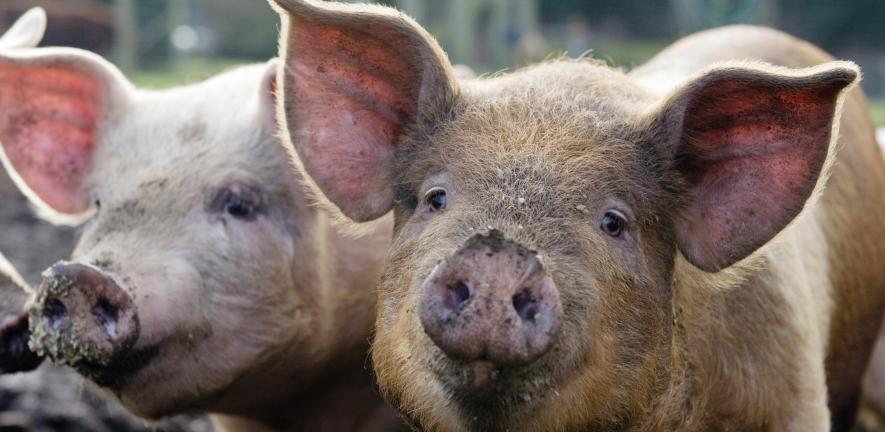 Two pigs on a farm