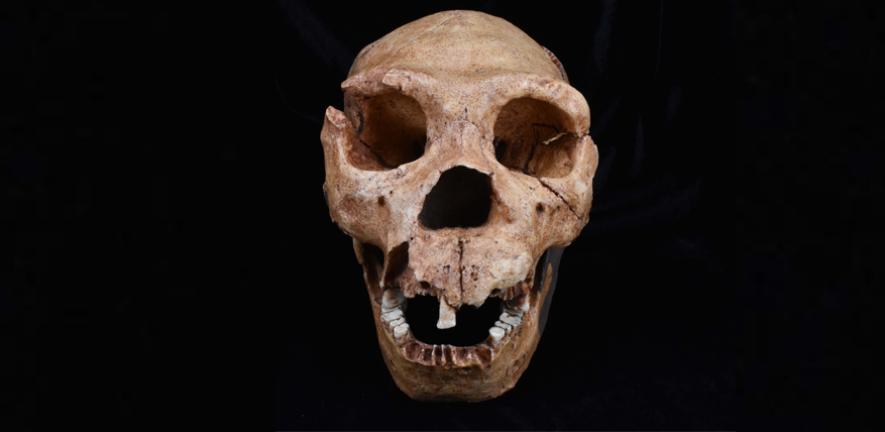 A cast of the skull of Homo Heidelbergensis, one of the hominin species analysed in the latest study.