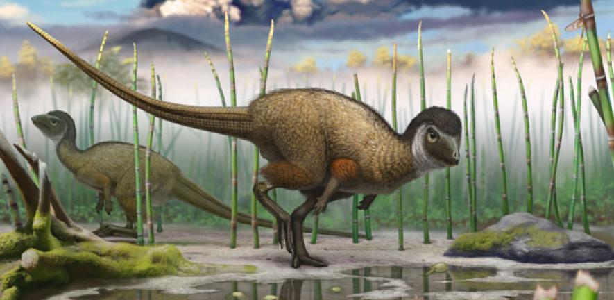 Kulindadromeus, a small bipedal ornithischian dinosaur that is now part of the new grouping Ornithoscelida and identified as more obviously sharing an ancestry with living birds