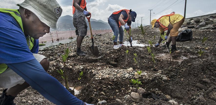 Planting mangroves in Jamaica