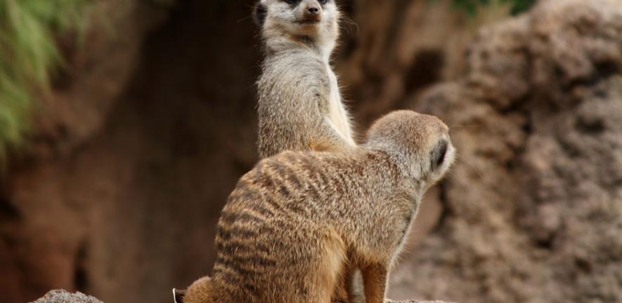 Meercats