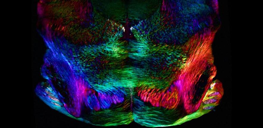 Spatially oriented neurons (mouse brain)