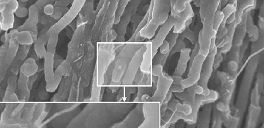 Aligned carbon nanotubes, coated with a conducting polymer