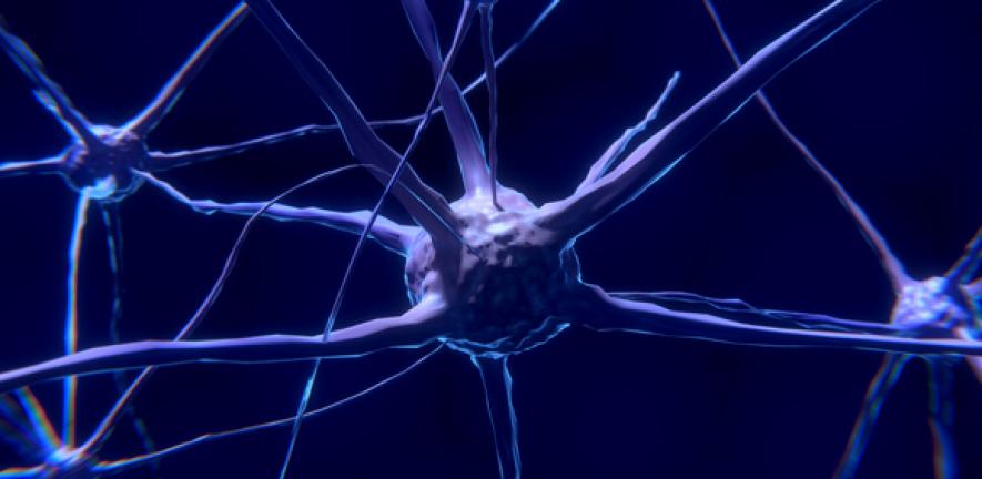 Nerve cells