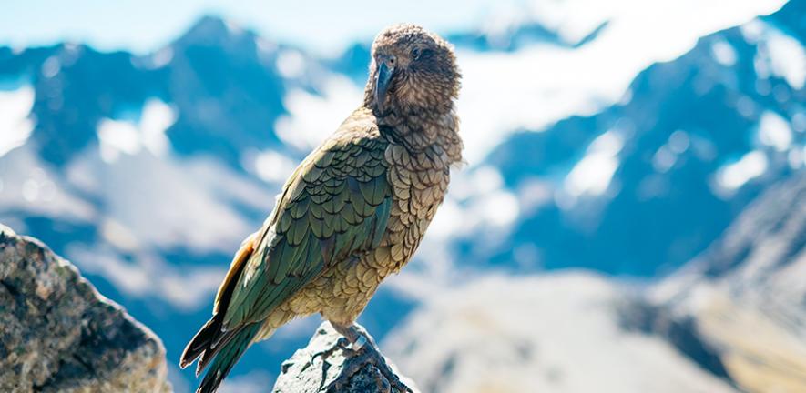 Wild Kea, New Zealand