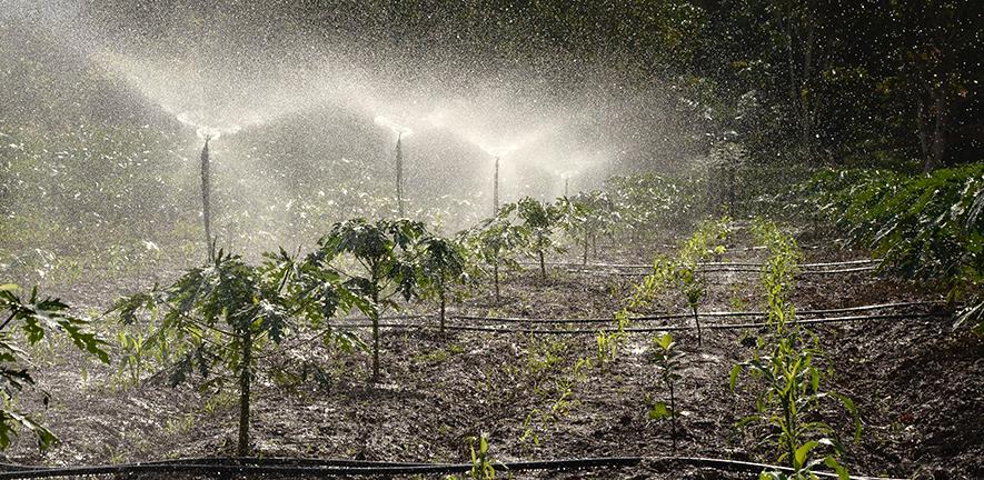 Crops being watered