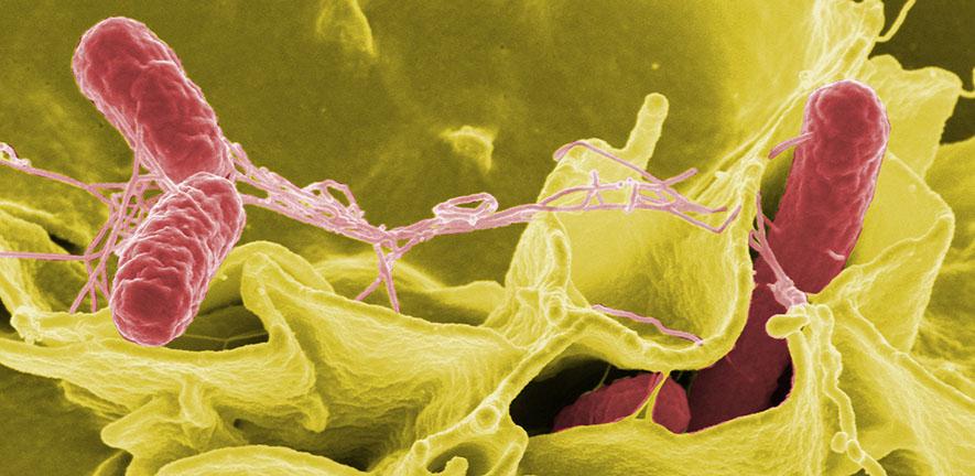Color-enhanced scanning electron micrograph showing Salmonella Typhimurium (red) invading cultured human cells