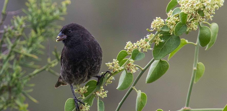 Small ground finch Geospiza fuliginosa