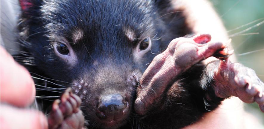 Tassie devil orphan