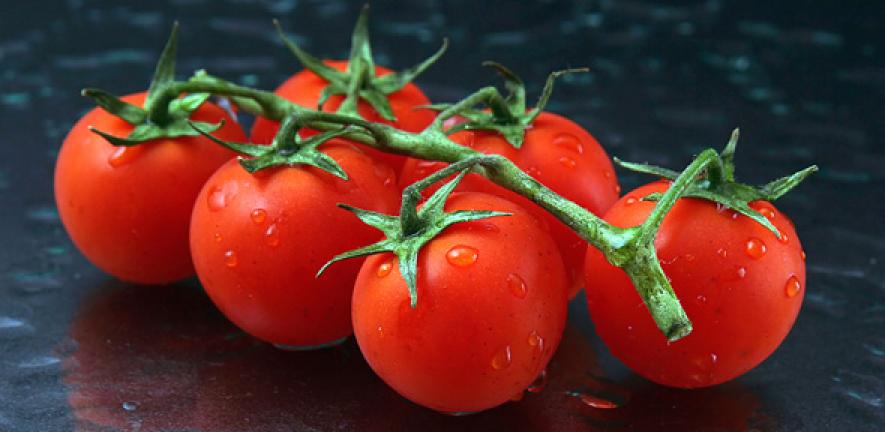 Tomatoes on the vine. Banner image: Day 124 - Tomatoes, by Nina Matthews via Flickr.