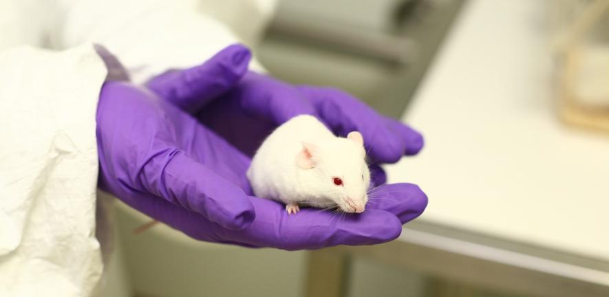White mouse in purple gloved hands