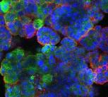 Microscopic view of a mini organ of cells.