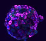 Single embryo model