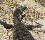 Heath goanna in Australia