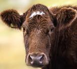 Cow on moorland.