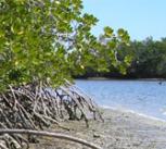 Mangrove trees along a coastline, Everglades National Park.