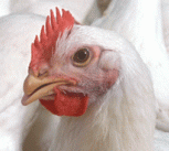 Broiler chickens