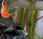 A reed warbler feeds a cuckoo fledgling