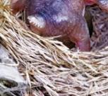 A cuckoo chick ejects a reed warbler egg from a nest