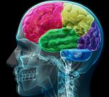 brain 22
