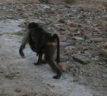 Baboon troop