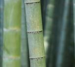 Bamboo