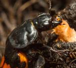 Sexton beetle and larva.