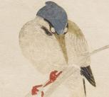 Detail of Kingfisher, woodblock printed in colour, Kitagawa Utamaro