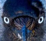 Jackdaw