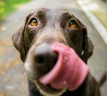 Labrador licking nose