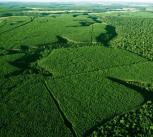 Image of a forest
