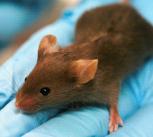 Brown lab mouse on blue gloved hand