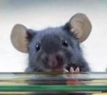 Mice
