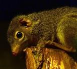 Burmese tree shrew ( Tupaia belangeri ) in Planckendael by Vassil. Courtesy of Wikimedia commons