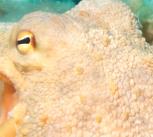 The camera eye of an octopus is structurally similar to that of a human, but has evolved independently, making it a classic example of convergent evolution.